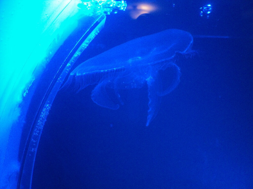 Jellyfish Art Review